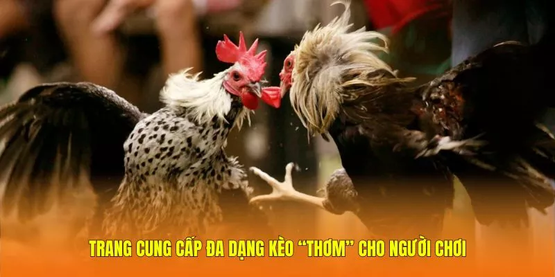 Trang cung cấp đa dạng kèo “thơm” cho người chơi