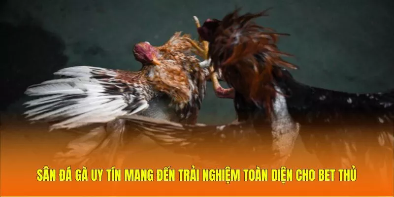 Sân đá gà uy tín mang đến trải nghiệm toàn diện cho bet thủ