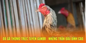 Đá gà Thomo trực tuyến Gun88