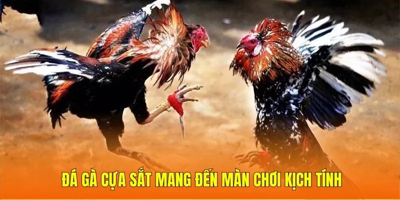 Đá gà cựa sắt mang đến màn chơi kịch tính
