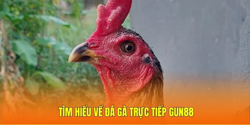 Tìm hiểu về đá gà trực tiếp Gun88