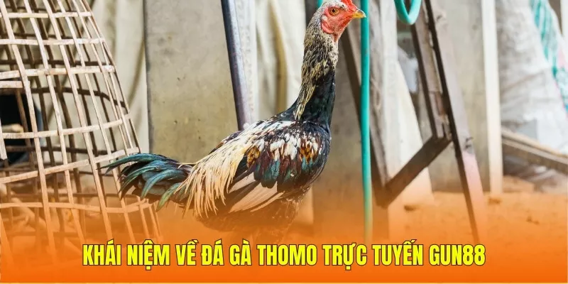 Khái niệm về đá gà Thomo trực tuyến Gun88