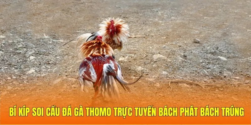 Bí kíp soi cầu đá gà Thomo trực tuyến bách phát bách trúng