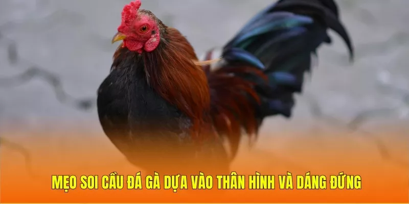 Mẹo soi cầu đá gà dựa vào thân hình và dáng đứng